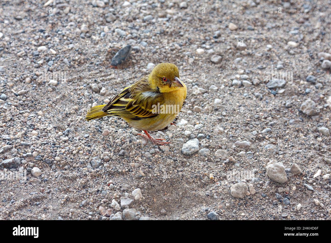 canari; famille finch; petit oiseau jaune; bec conique; yeux rouges; faune; animal; nature; debout sur gravier; gorge d'Oldupai; Olduvai, site de l'UNESCO, Tan Banque D'Images