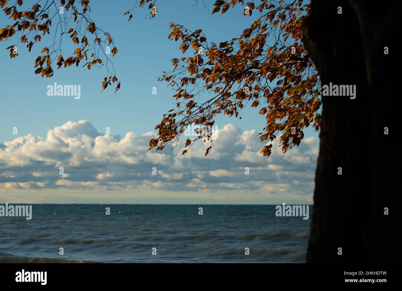 feuilles d'automne orange sur le tronc d'arbre de branche sur la vue droite du lac et horizon nuages blancs moelleux dans le ciel bleu encadré espace vide pour le type ou le logo Banque D'Images