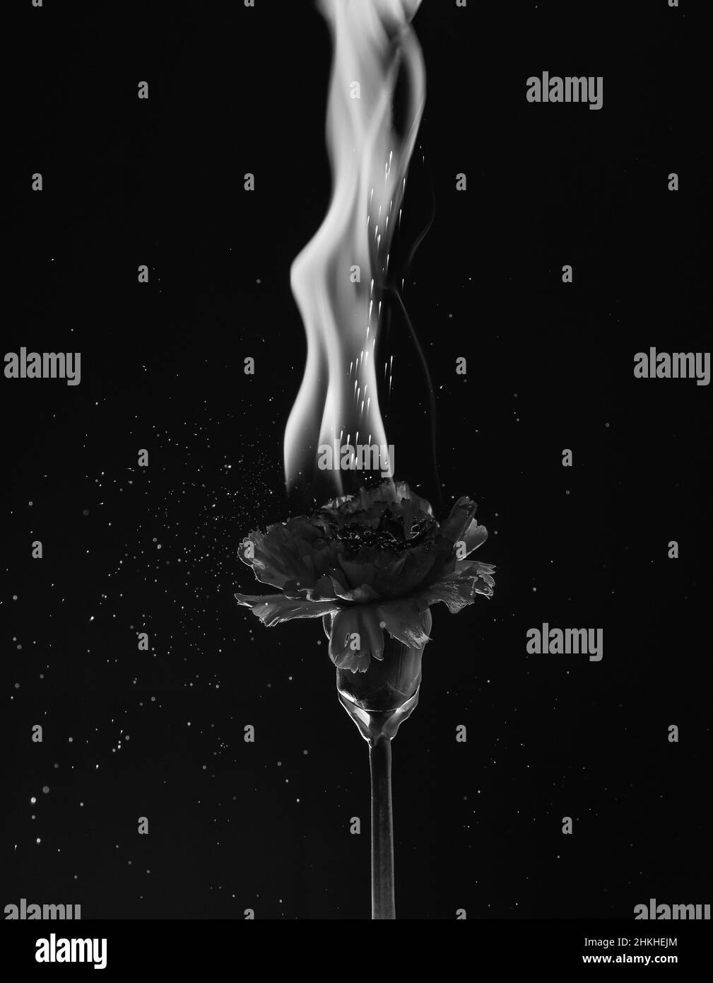 Flamme chaude. Fleur brûlante arrière-plan sombre. dianthus rouge au feu. Flamme et étincelles. Flamme Banque D'Images
