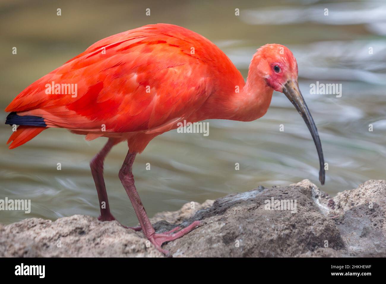 L'ibis écarlate (Eudocimus ruber), l'oiseau rouge de la famille des Threskiornithidae. Banque D'Images