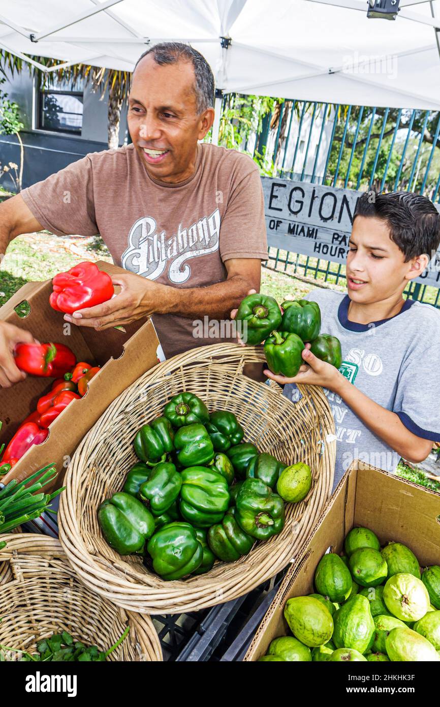 Miami Florida, Legion Park, Upper Eastside Green Farmers Market vendor, stand stand Marketplace produce, asiatique père homme fils garçon poivrons rouges verts Banque D'Images