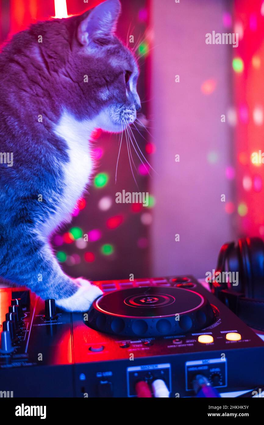 Dj Chat Melange Ensemble Club Fete Animal De Compagnie Temps Concert De Musique Photo Stock Alamy
