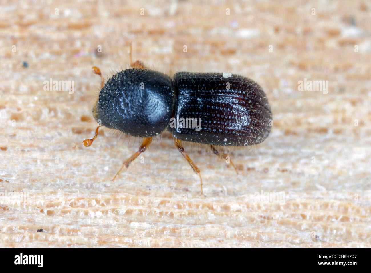Anisandrus - Xyleborus dispar (dendroctone de la poire) - dendroctone de l'ambrosie, femelle. C'est une espèce de coléoptères d'écorce (sous-famille des Scolytinae) qui est un ravageur. Banque D'Images