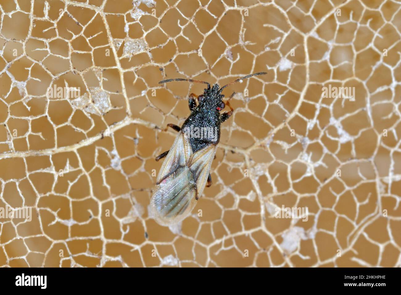 Metoplax origani de véritables insectes de la famille des Oxycarenidae. Banque D'Images