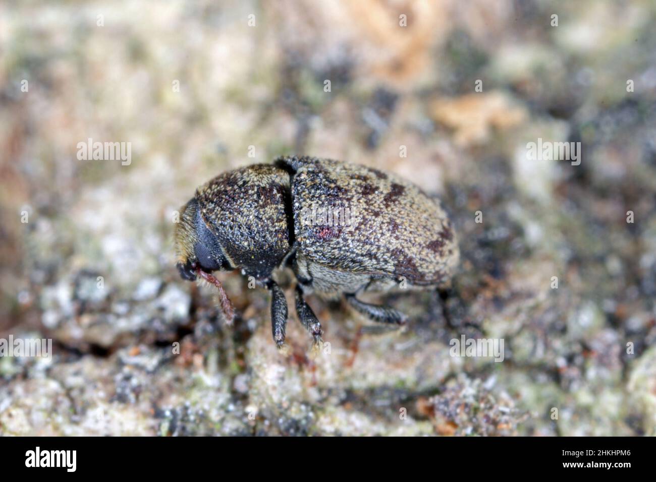 Hylesinus varius autrefois fraxini est une espèce de charançon originaire d'Europe - le dendroctone de l'écorce de frêne. Camouflage de la coloration du corps sur l'écorce de l'arbre. Banque D'Images