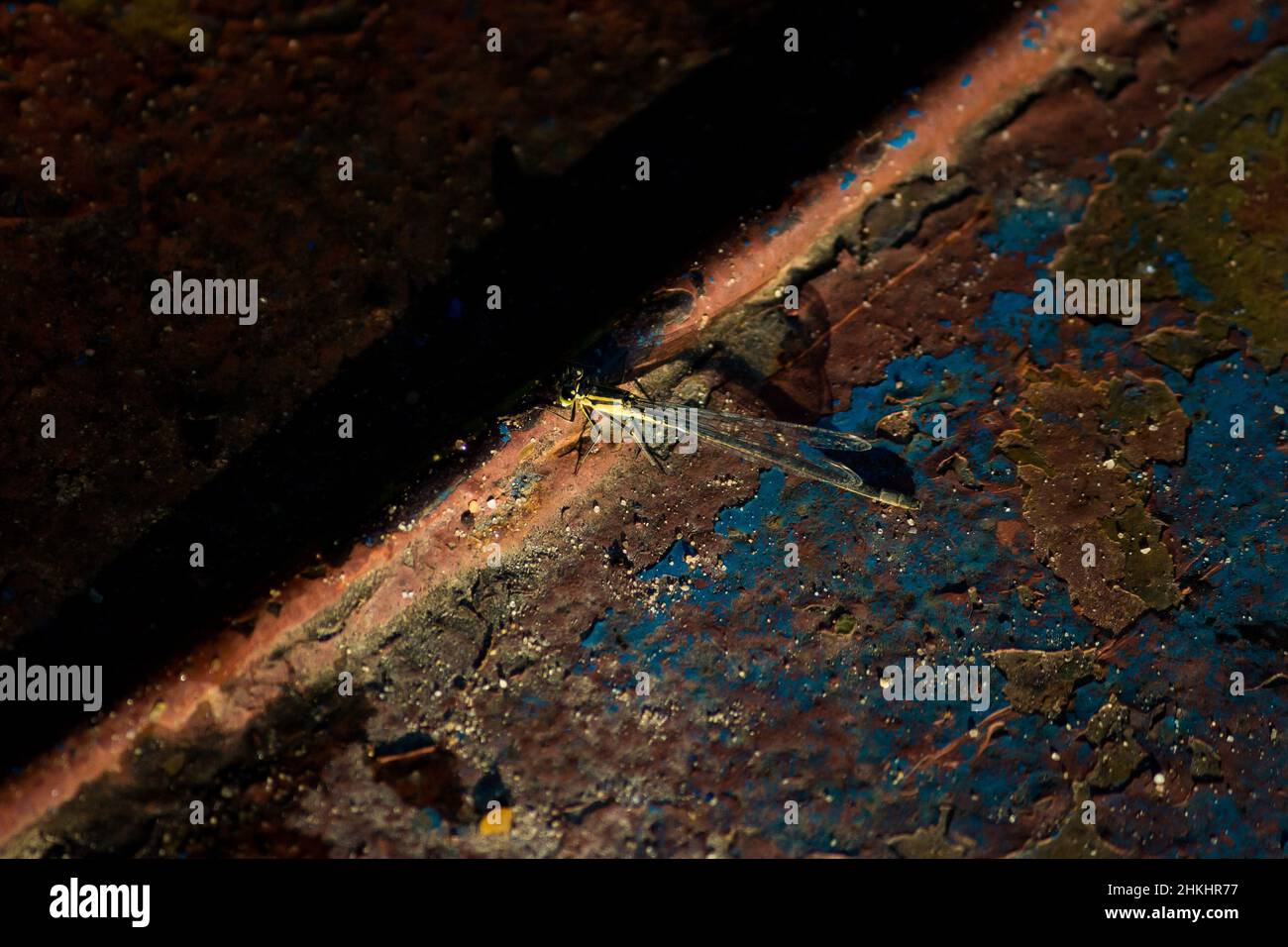 Texture d'une surface métallique rouillée sur laquelle repose une libellule jaune Banque D'Images
