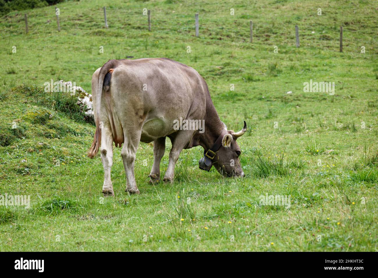vache laitière brune côté droit de l'arrière avec de grandes cornes et une cloche autour du cou sur une prairie de montagne verte manger de l'herbe, le jour de printemps sans personnes Banque D'Images