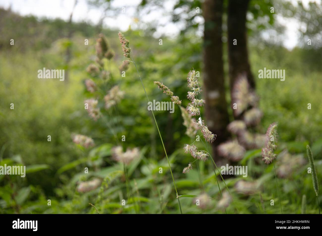 Fleurs sauvages de l'herbe des vergers, Dactylis glomerata, tribu Poeae Banque D'Images