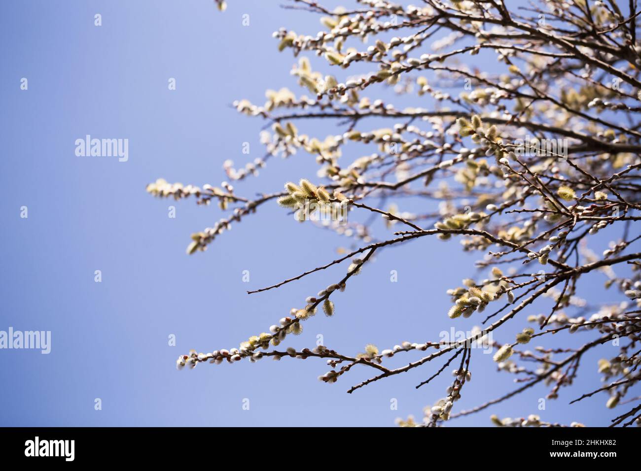 pousses de printemps sur les branches de salix Banque D'Images
