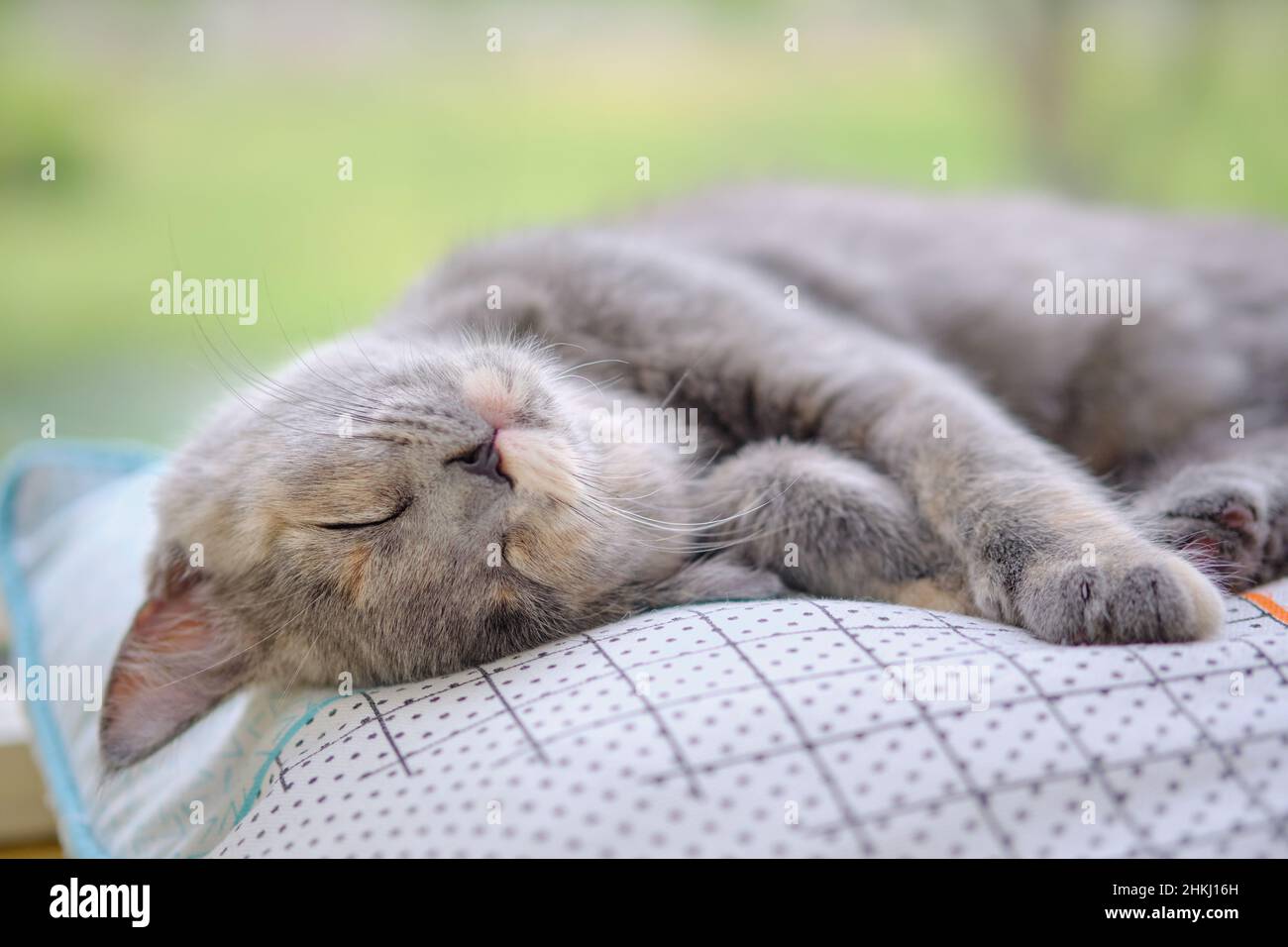 Portrait d'un chat gris heureux qui se nait sur un oreiller avec un fond vert flou Banque D'Images