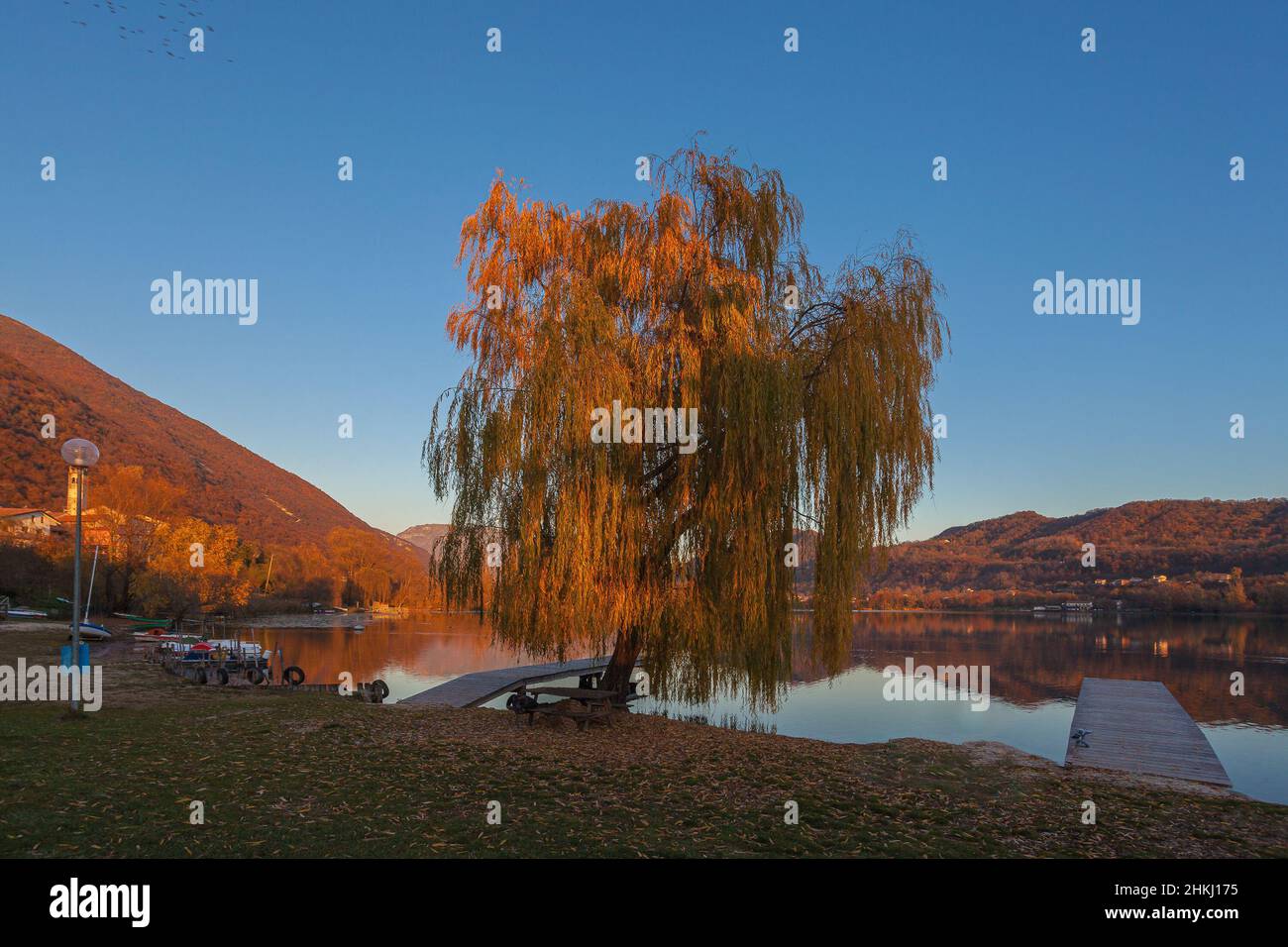 Majestueux saules sur la rive d'un lac pendant un coucher de soleil d'automne Banque D'Images