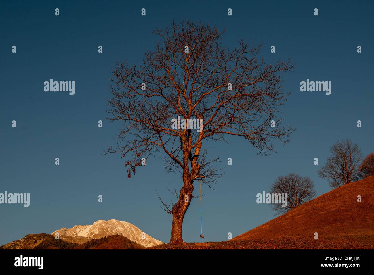 Lonely tree sur la colline en hiver Banque D'Images