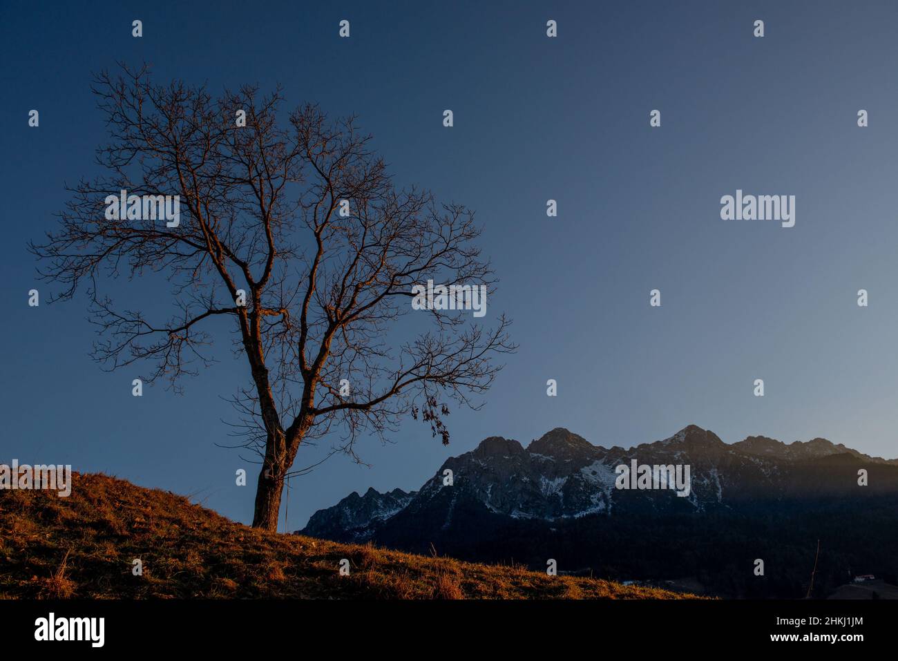 Lonely tree sur la colline en hiver Banque D'Images