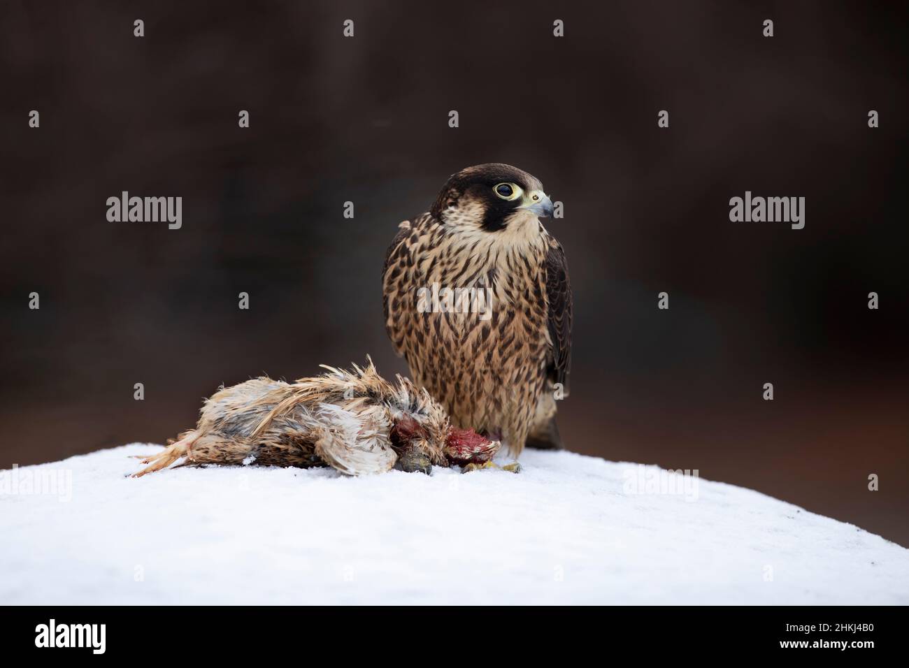 faucon pèlerin avec caille de capture.Bel oiseau de proie Faucon pèlerin nourrissant tuer gros oiseau sur la roche enneigée. Banque D'Images