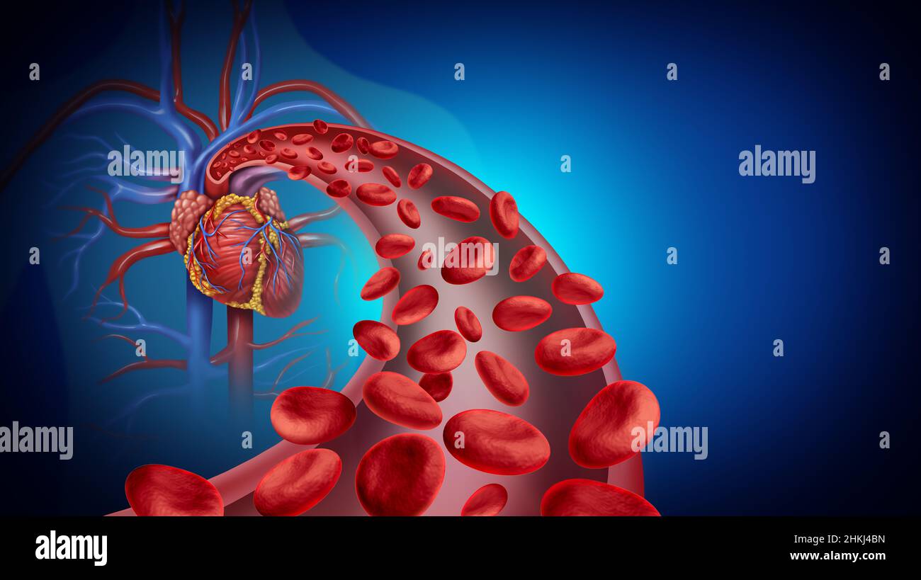 Symbole de la circulation sanguine cardiaque et de la santé du système cardiovasculaire avec des globules rouges qui traversent les veines du système circulatoire humain comme symbole. Banque D'Images