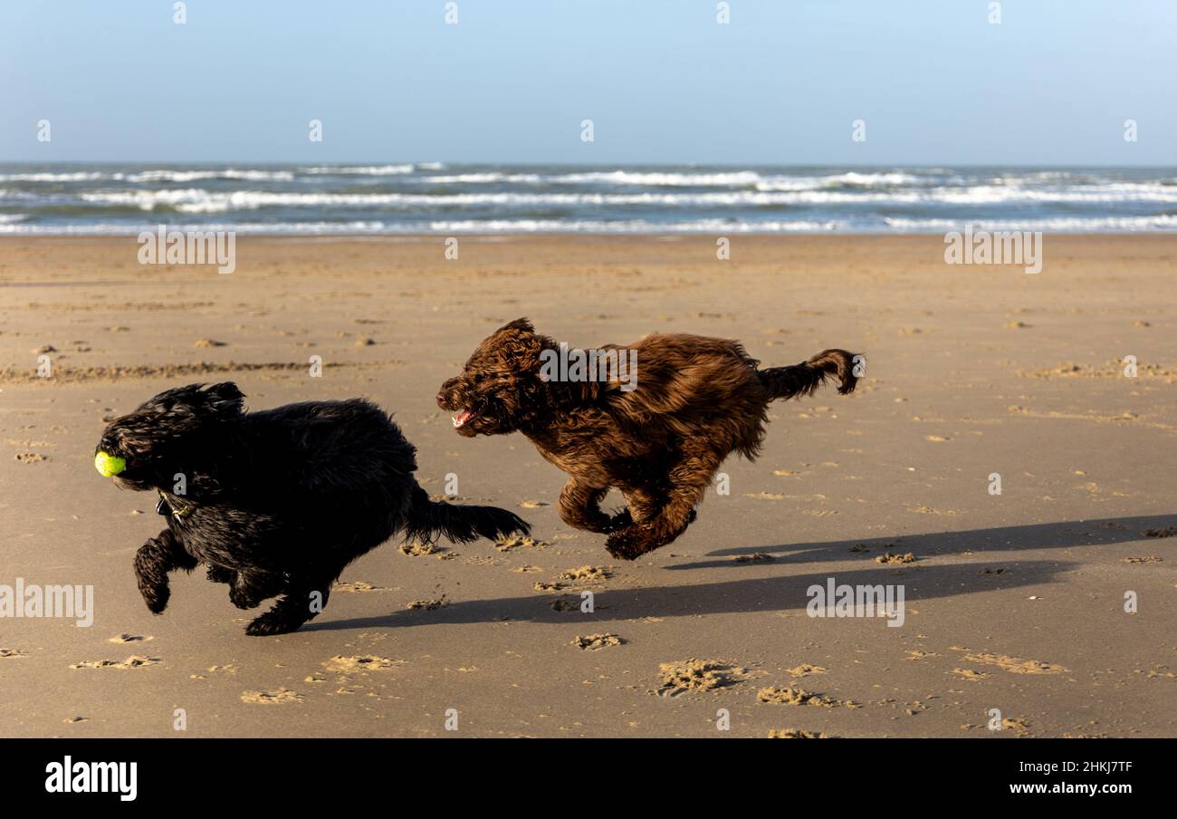 Deux chiens, un labradoodle marron et un labradoodle noir, tournent à pleine vitesse sur la plage de Haarlem Amsterdam, pays-Bas, Januay 2022 Banque D'Images