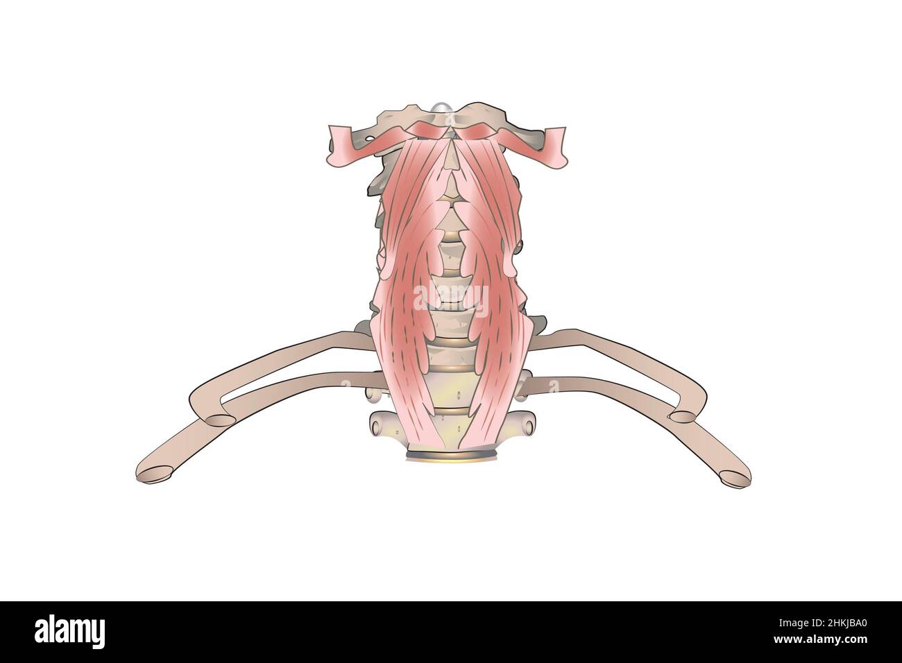 Muscles paravertébraux, illustration Banque D'Images