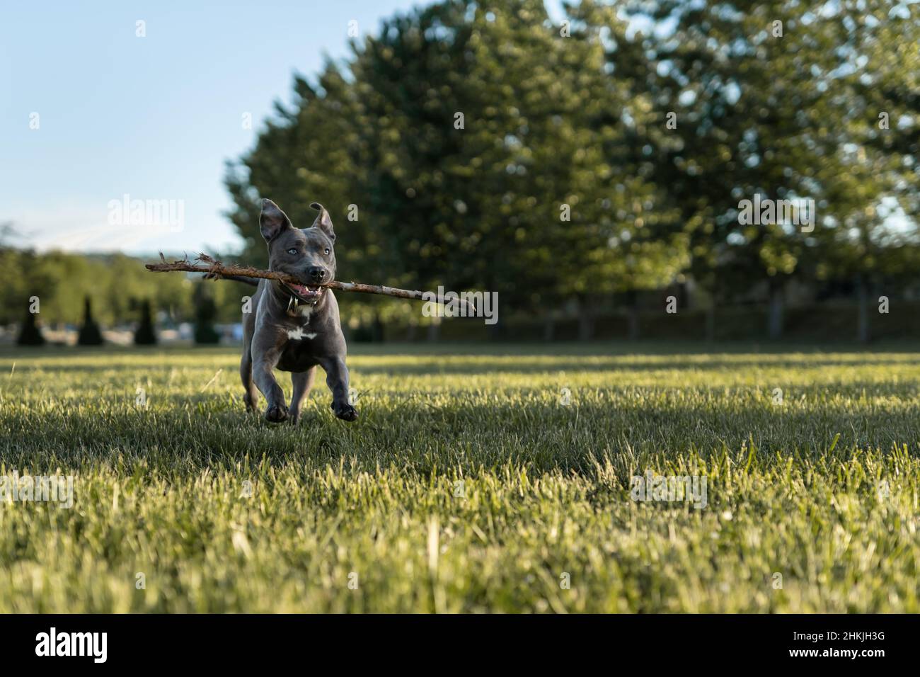 chien d'apbt américain à noyau gris en terrain gradd par beau temps Banque D'Images