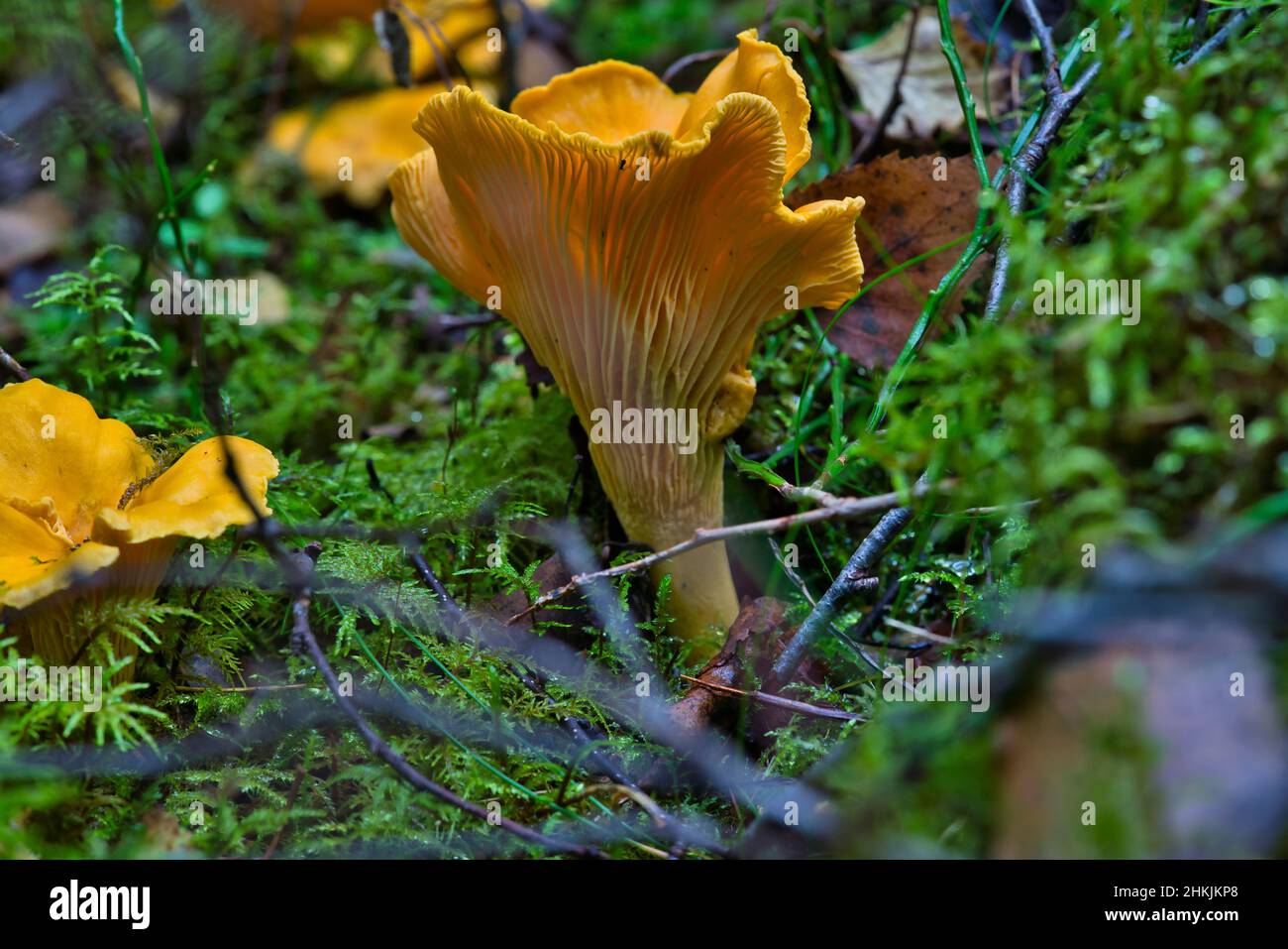 Gros plan sur les chanterelles.Champignons comestibles Cantharellus cibarius en forêt Banque D'Images