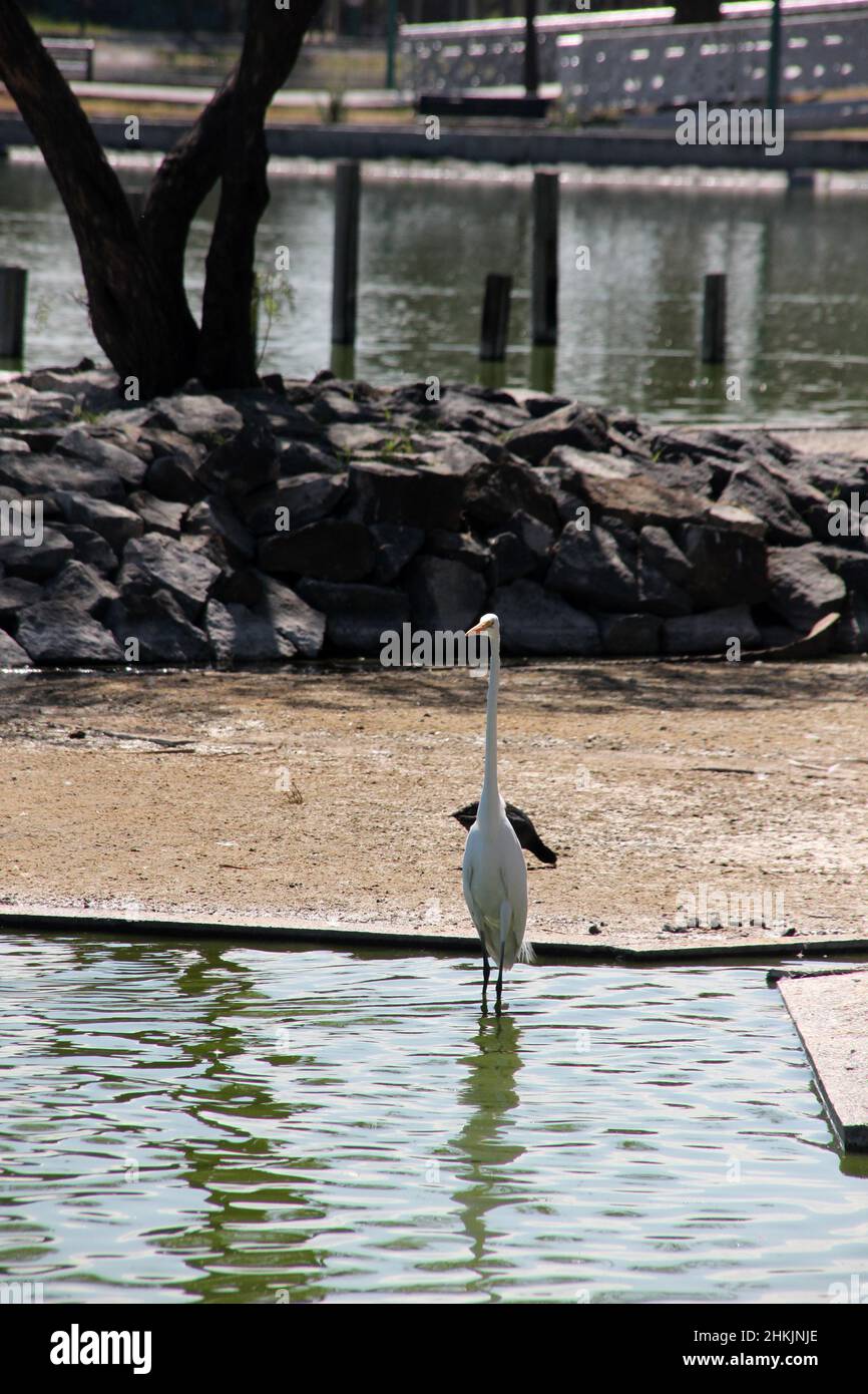 Lac San Juan de Aragon, refuge saisonnier pour les oiseaux migrateurs à Mexico. Banque D'Images