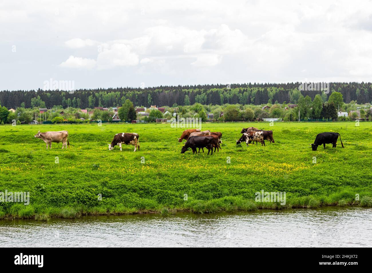 Troupeau de vaches rustiques broutant dans la prairie à côté de la rivière Banque D'Images