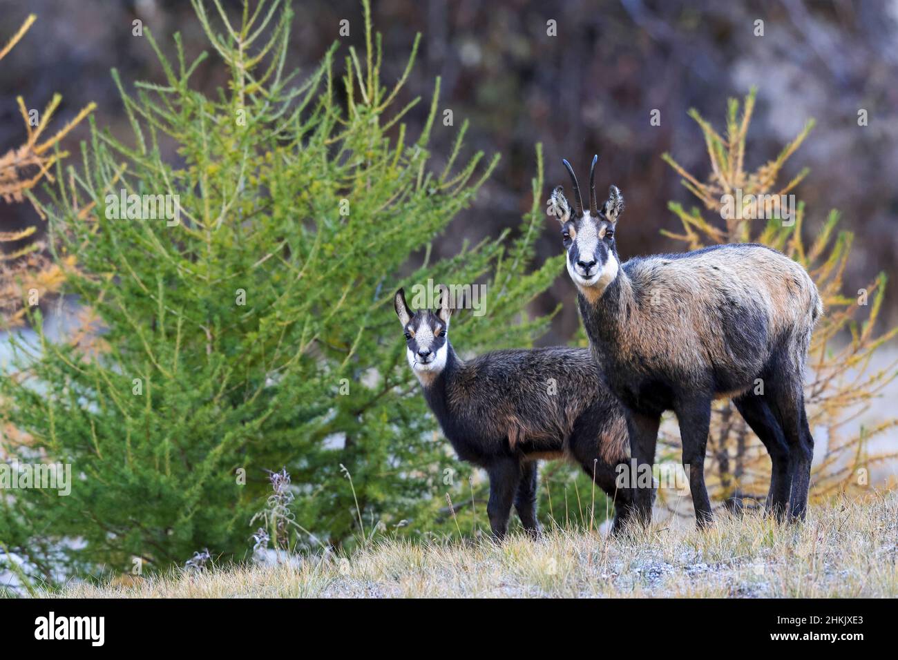 Chamois (Rupicapra rupicapra), chèvre debout avec son jeune animal dans un pré de montagne, Italie, Valsavarenche, Parc national de Gran Paradiso Banque D'Images