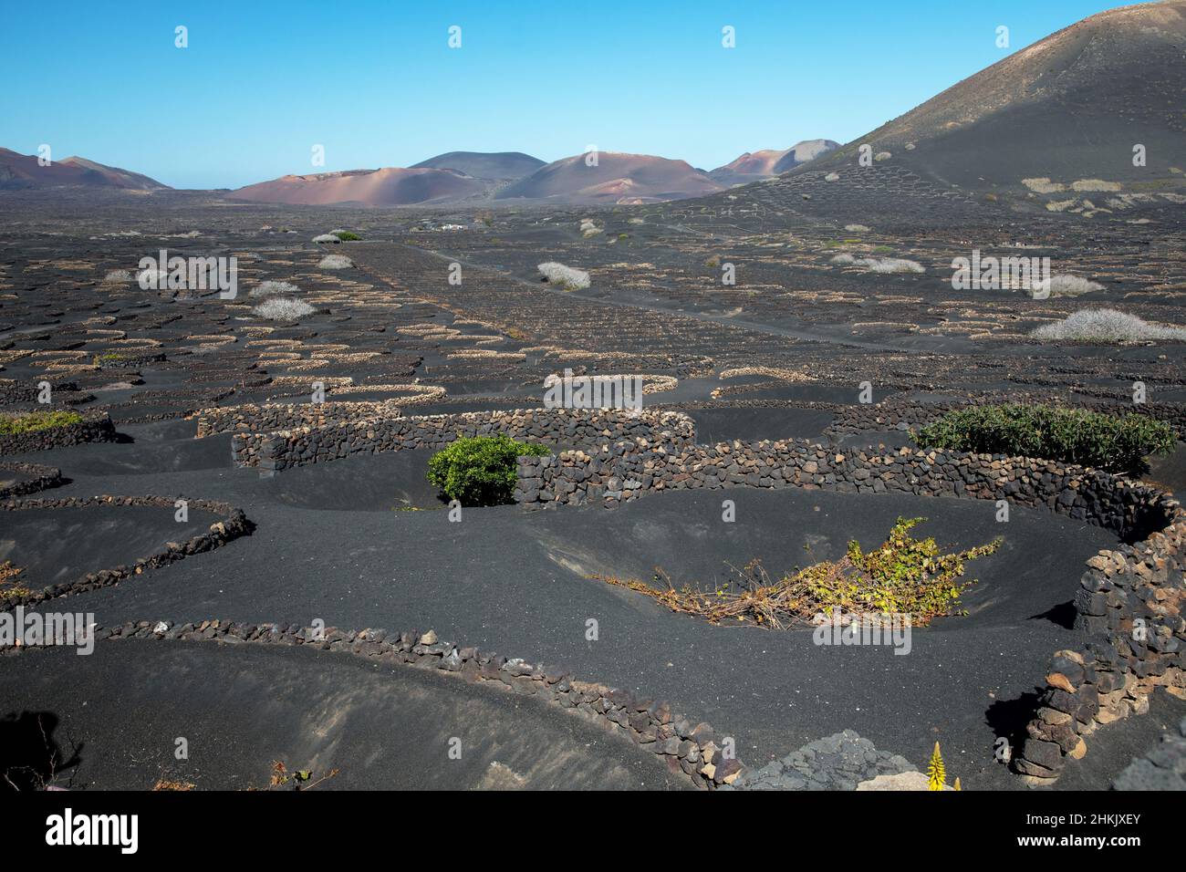 Vignoble sur roche volcanique, culture des terres arides, îles Canaries, Lanzarote, la Geria Banque D'Images