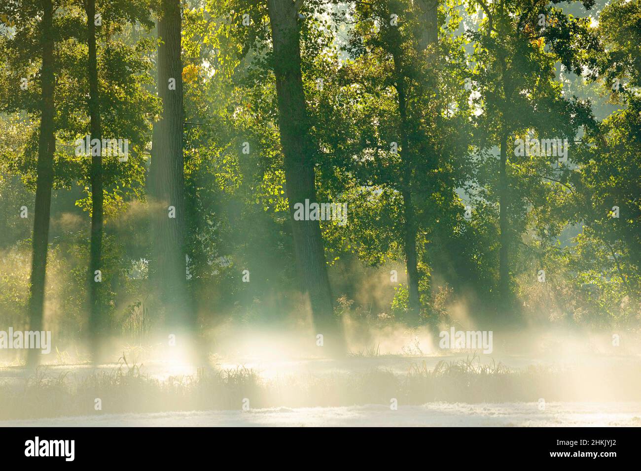 aspen, peuplier (Populus spec.), peupliers dans la brume matinale, Belgique, Flandre orientale, Semmerzake, Scheldévalulei Banque D'Images