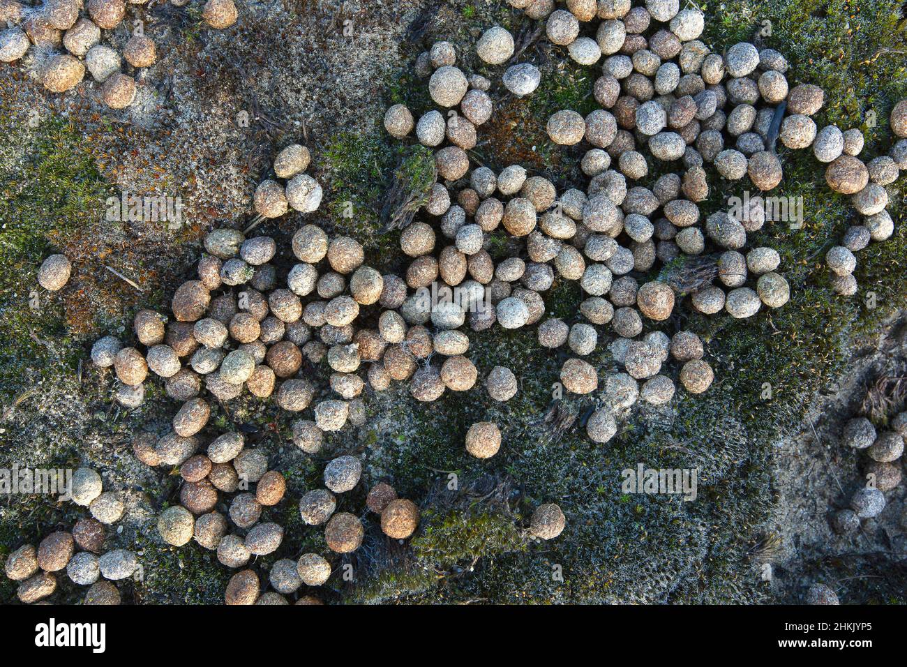 Lapin européen (Oryctolagus cuniculus), fientes de lapin, Belgique, Flandre Occidentale Banque D'Images