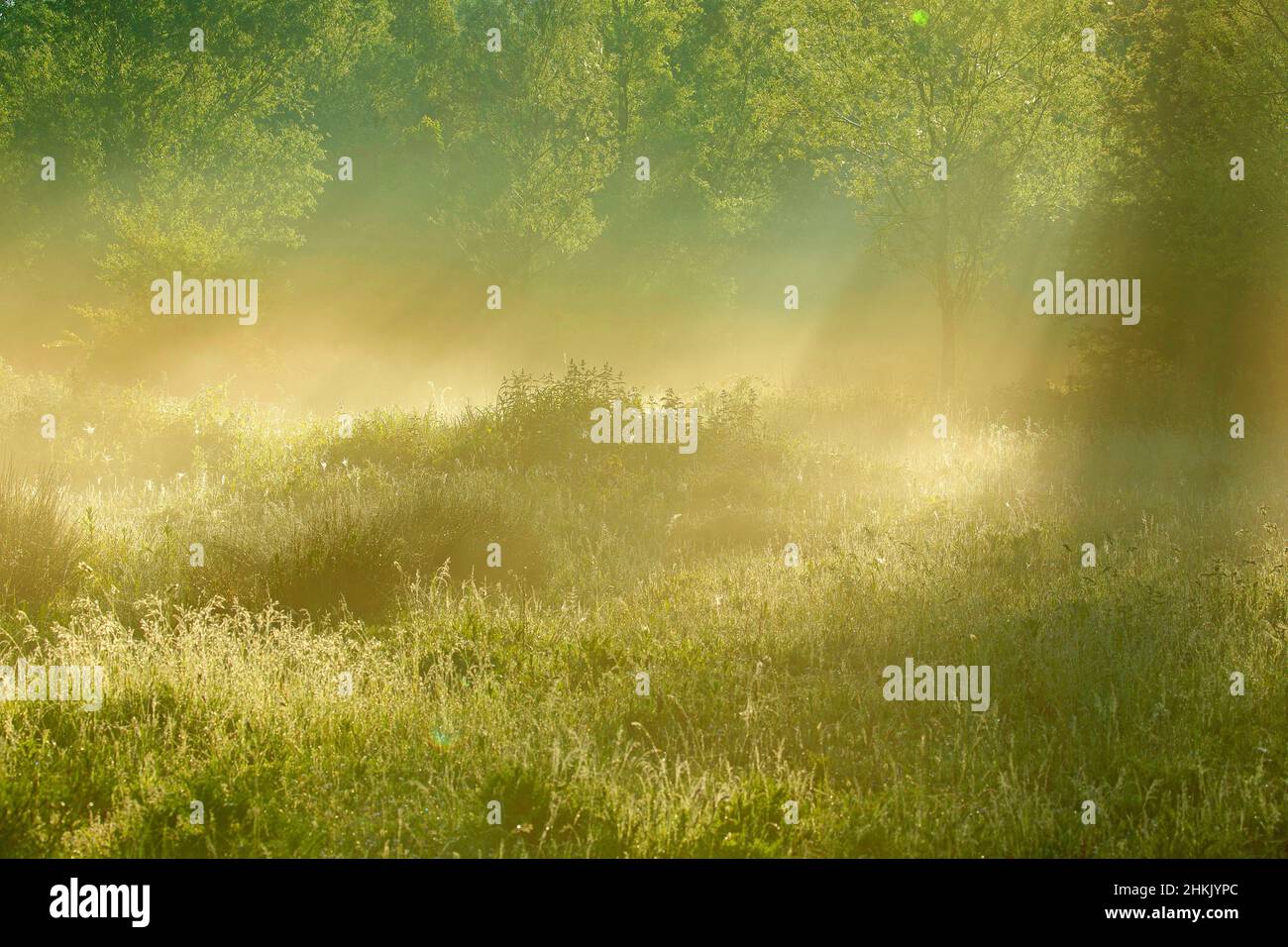 Grootmeers dans la vallée de la rivière Escaut, Belgique, Flandre orientale, Scheldévalulei, Grootmeers Banque D'Images