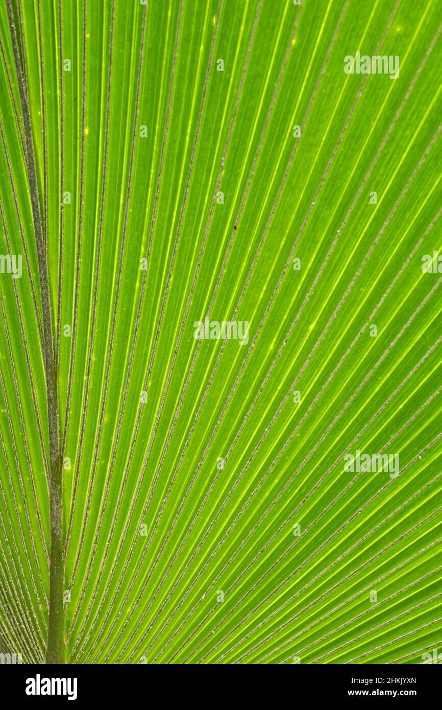 Fiji Fan Palm (Pritchardia pacifica), paume avant, optique phys. Lumière transmise Banque D'Images