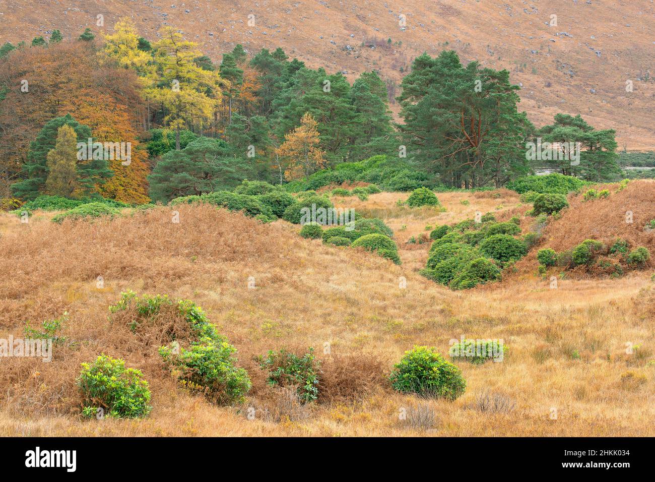Arbustes dans la vallée de l'Etive, Royaume-Uni, Écosse, Etive Mor, Glencoe Banque D'Images