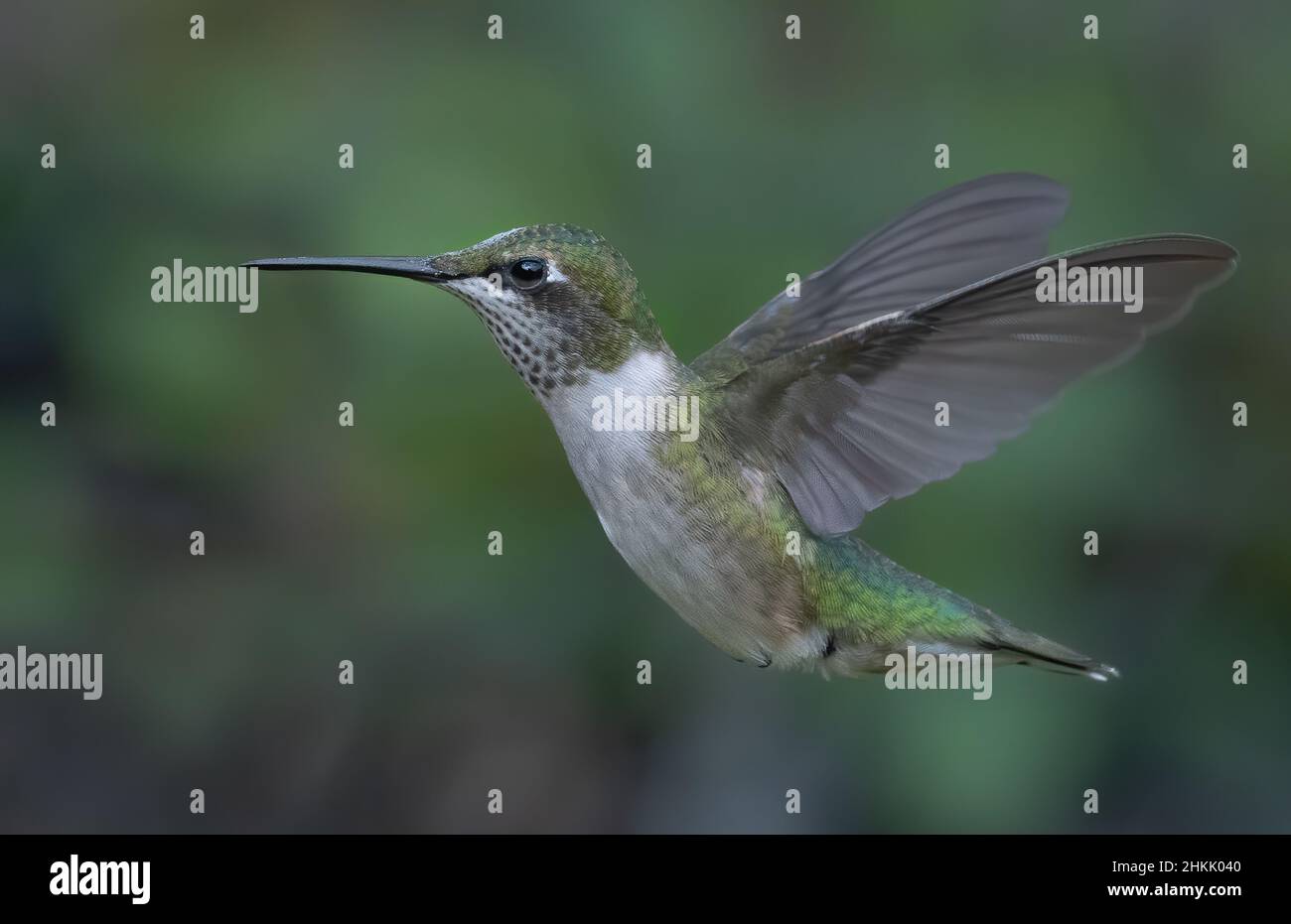 Colibri à gorge rubis en vol Banque D'Images