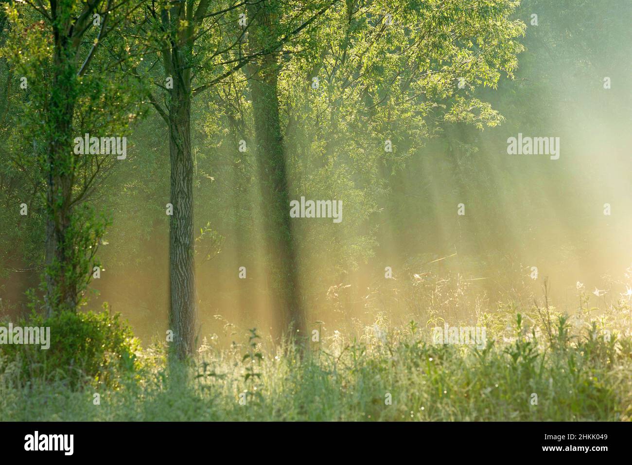 Grootmeers dans la vallée de la rivière Escaut, Belgique, Flandre orientale, Scheldévalulei, Grootmeers Banque D'Images