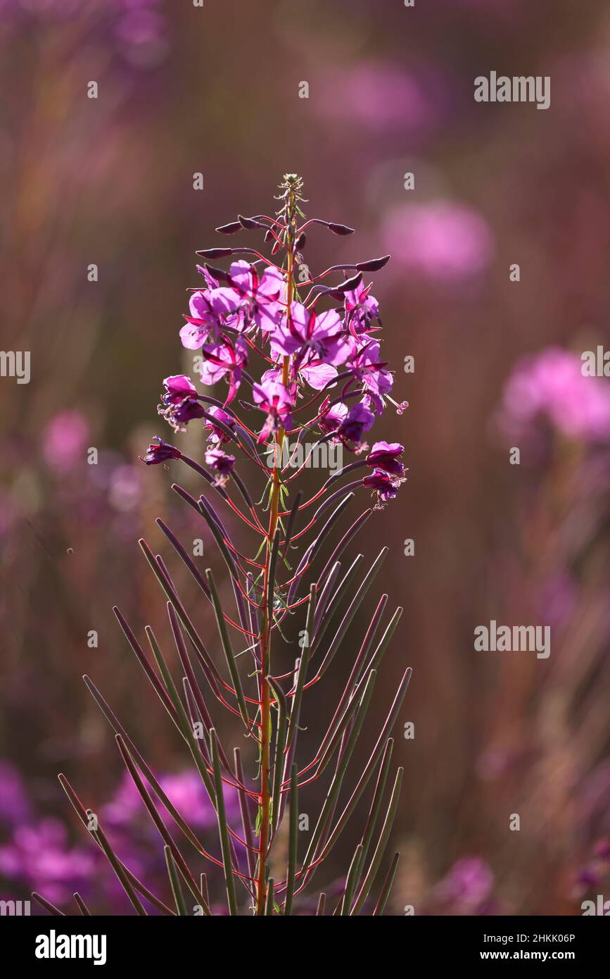 Fireweed, sally en fleurs, feuilles de saule de Rosebay, grandes feuilles de saule (Epilobium angustifolium, Chamerion angustifolium), inflorescence, Grisons, Engadine Banque D'Images