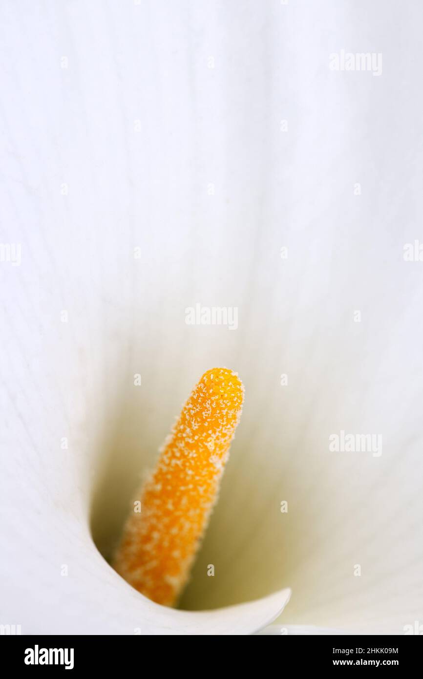 Nénuphar commun, Jack dans la chaire, cala du fleuriste, nénuphar égyptien, mulili (Zantedeschia aethiopica, Calla aethiopica), détail d'une fleur Banque D'Images