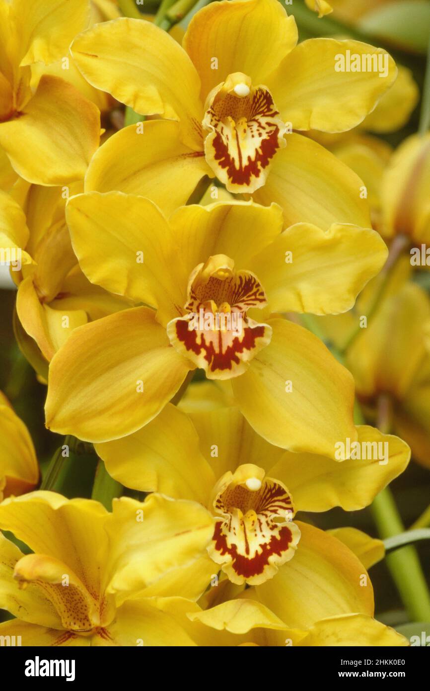 orchidée cymbidium, hybride (Cymbidium-Hybride), fleurs, Allemagne, Bavière Banque D'Images