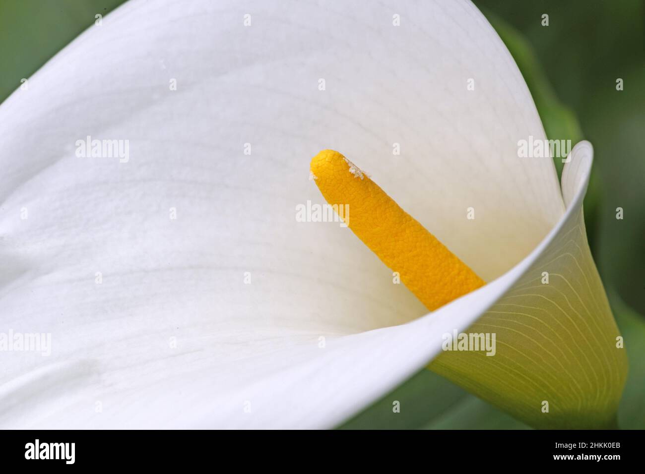 Nénuphar commun, Jack dans la chaire, cala du fleuriste, nénuphar égyptien, mulili (Zantedeschia aethiopica, Calla aethiopica), détail d'une fleur Banque D'Images