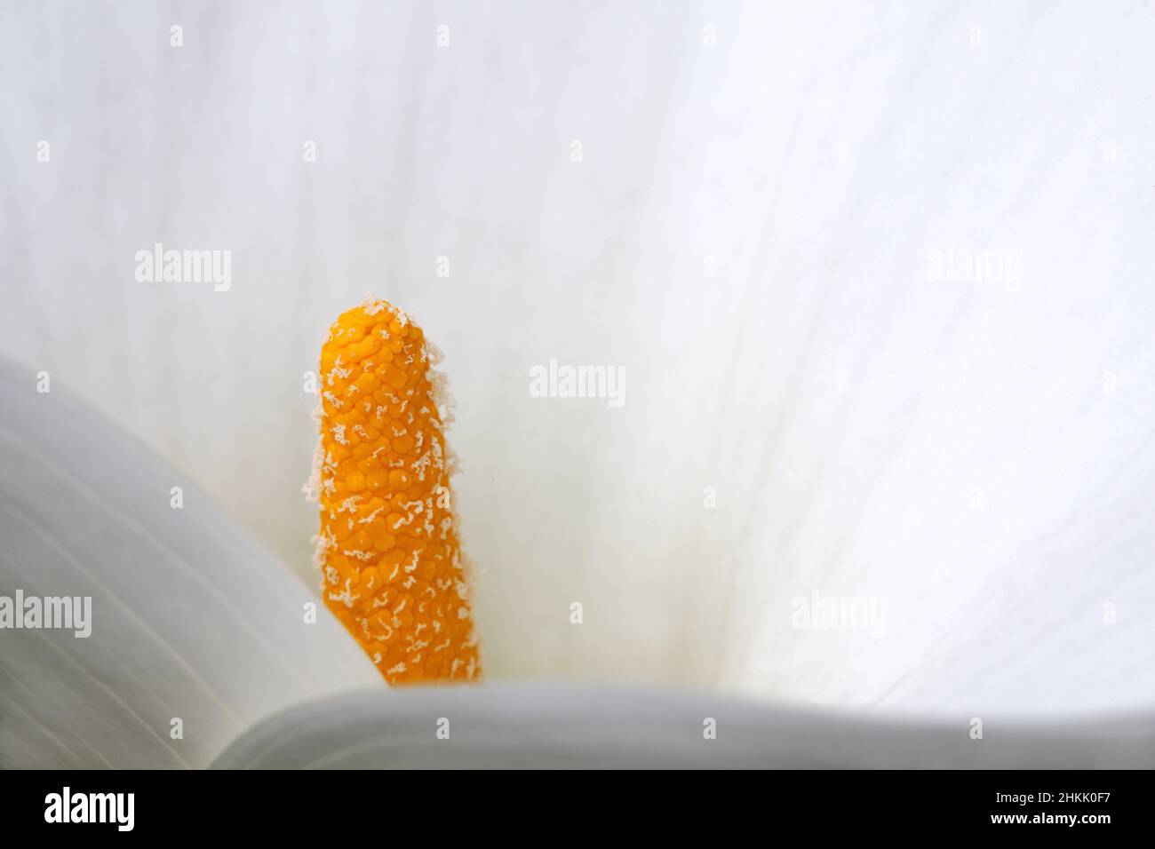 Nénuphar commun, Jack dans la chaire, cala du fleuriste, nénuphar égyptien, mulili (Zantedeschia aethiopica, Calla aethiopica), détail d'une fleur Banque D'Images