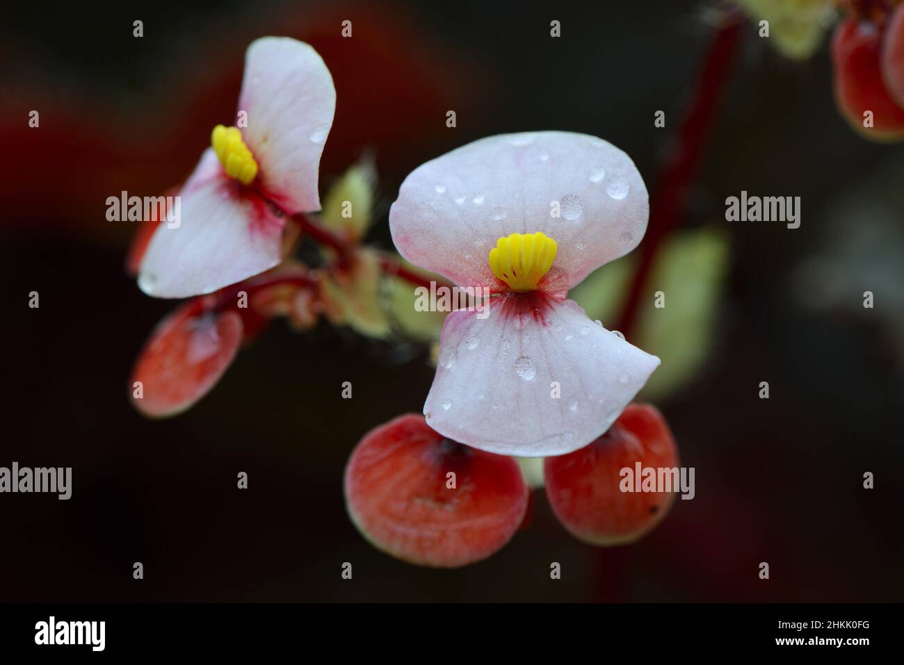 Cil bégonia, bégonia Tiger Paw (Begonia bowerae), fleurs Banque D'Images