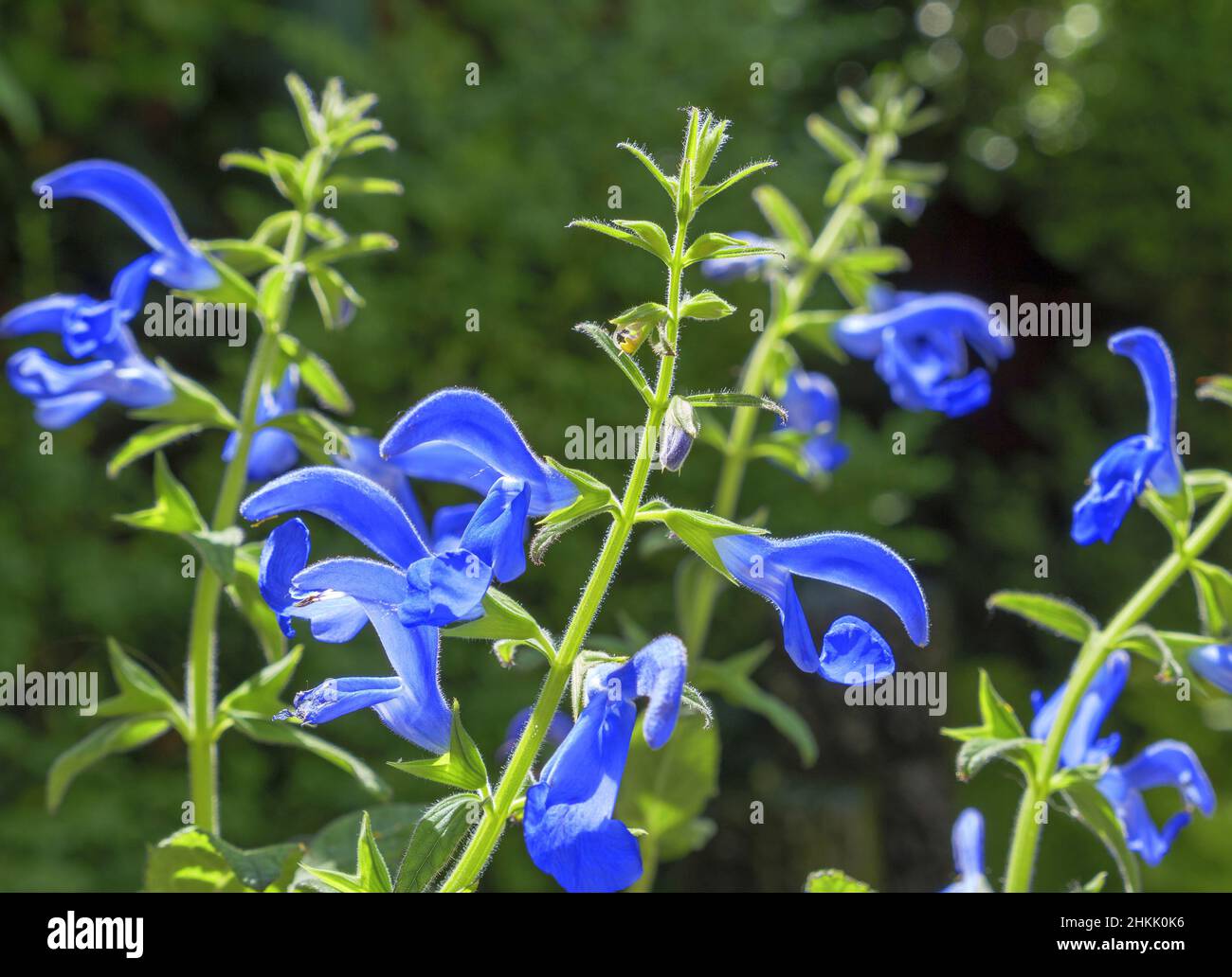 Sauge gentiane, sauge bleue (Salvia patens), floraison Banque D'Images