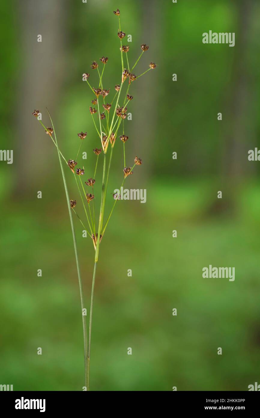 Ruée à fleurs acérées (Juncus acutiflorus), inflorescence, Allemagne, Bavière, Murnauer Moos Banque D'Images
