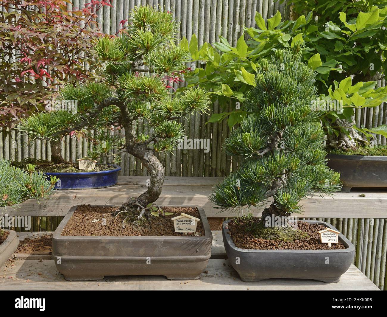 Pin blanc du Japon (Pinus parviflora, Pinus pentaphylla), arbre de bonzaies Banque D'Images