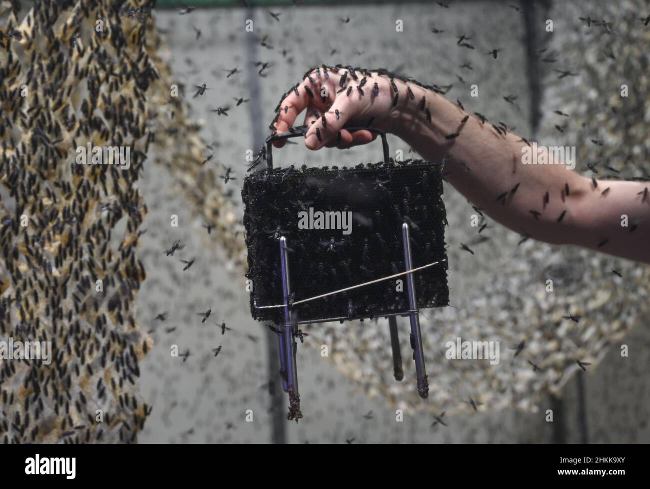 Pfungstadt, Allemagne.18th janvier 2022.Le biologiste Frank Schubert, portant un chapeau de gardien, échange des alvéoles en plastique dans la cage de vol de Probenda GmbH, où le soldat noir vole (lat. Hermetia illucens) pond ses œufs.L'entreprise transforme la larve du soldat noir en farine de protéines et en graisses de haute qualité depuis le printemps 2021.(À dpa 'soy alternative: Soldier Fly comme fournisseur de protéines pour les porcs') Credit: Arne Dedert/dpa/Alay Live News Banque D'Images