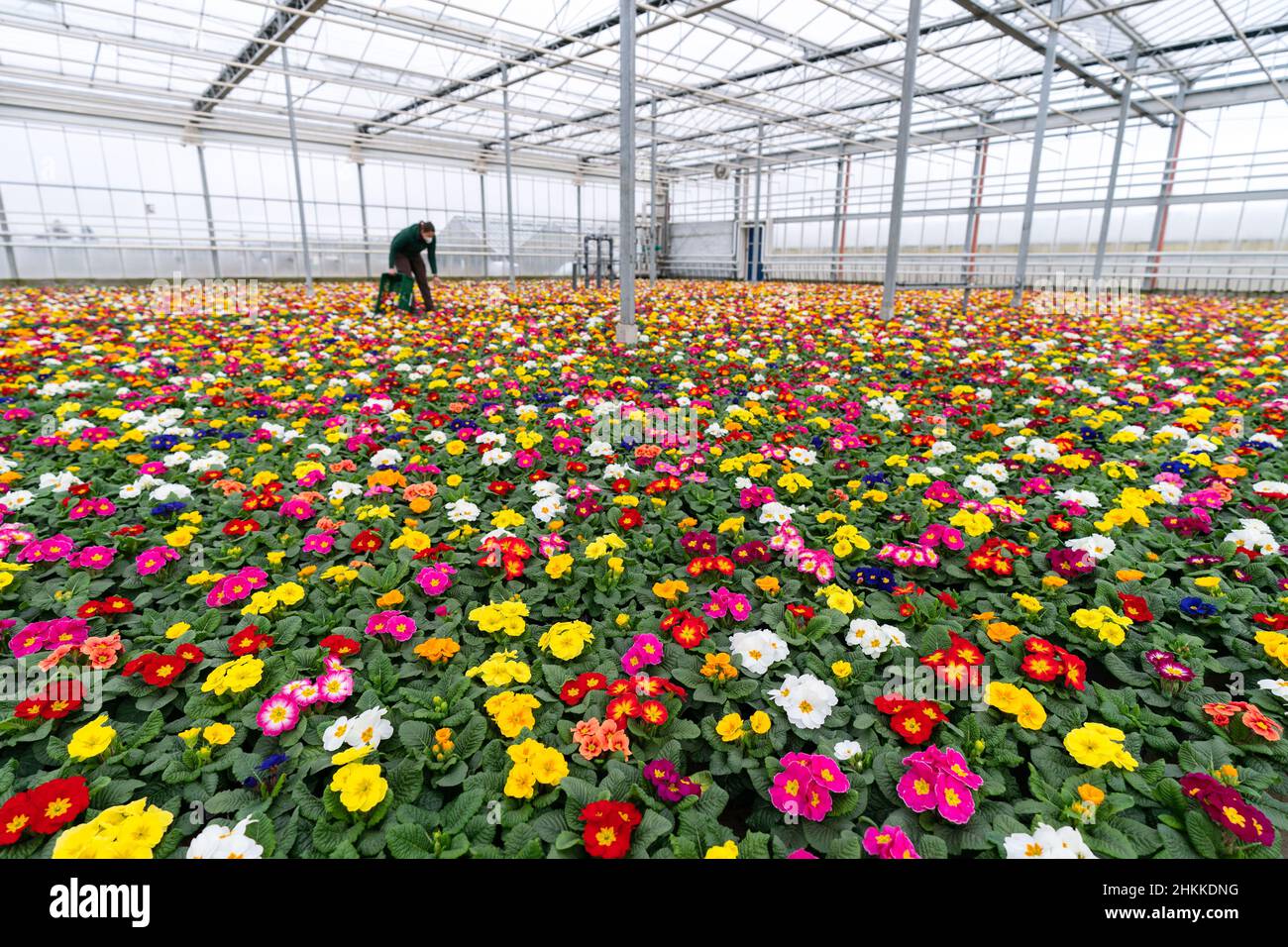 Nuremberg, Allemagne.04th févr. 2022.Carina Langhans, cultivateur de plantes ornementales, traverse une serre couverte de milliers de primrosiers dans une grande pépinière.Après les mois d'hiver sombres, beaucoup sont en attente pour le printemps - et acheter des primrosiers et d'autres hérauts de floraison du printemps.Pour les crèches, c'est une affaire importante.(À dpa 'Nurseries Hope for good business with Early Bloomers') Credit: Nicolas Armer/dpa/Alay Live News Banque D'Images