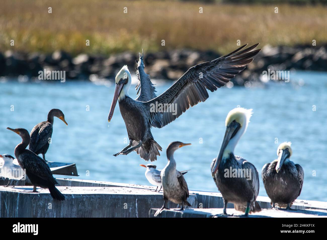 Pelican débarquant sur la jetée Banque D'Images