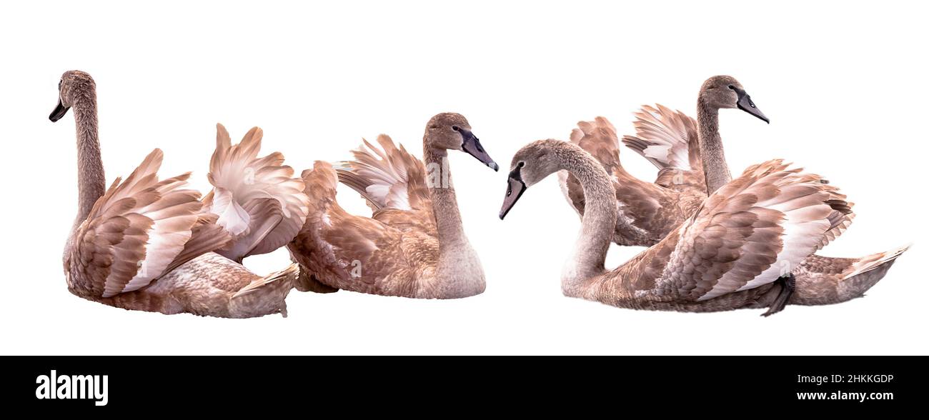 ensemble de deux couples de cygnes isolés sur fond blanc Banque D'Images