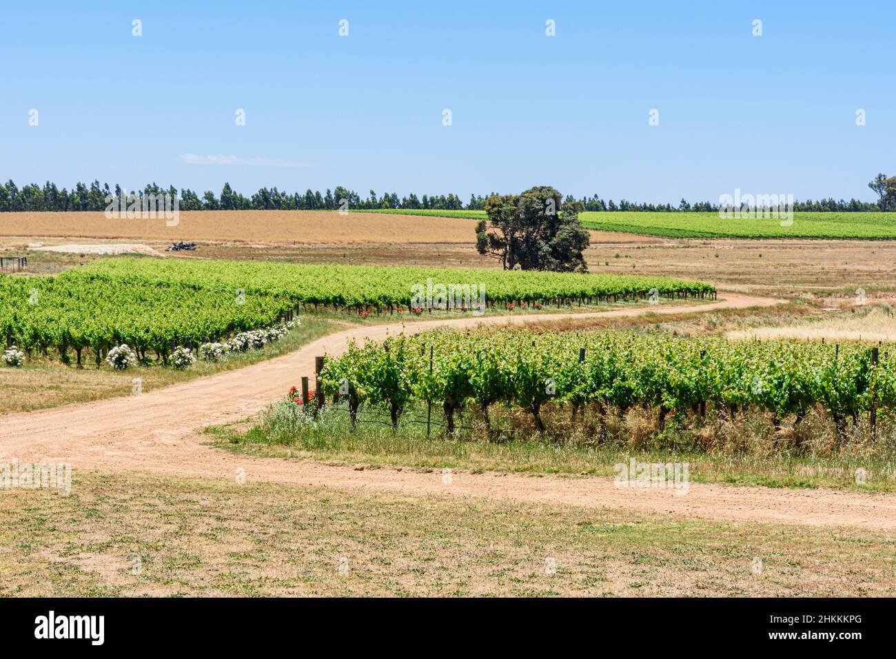 Rangées de vignes à Frankland Estate Winery, Frankland River, Australie occidentale, Australie Banque D'Images