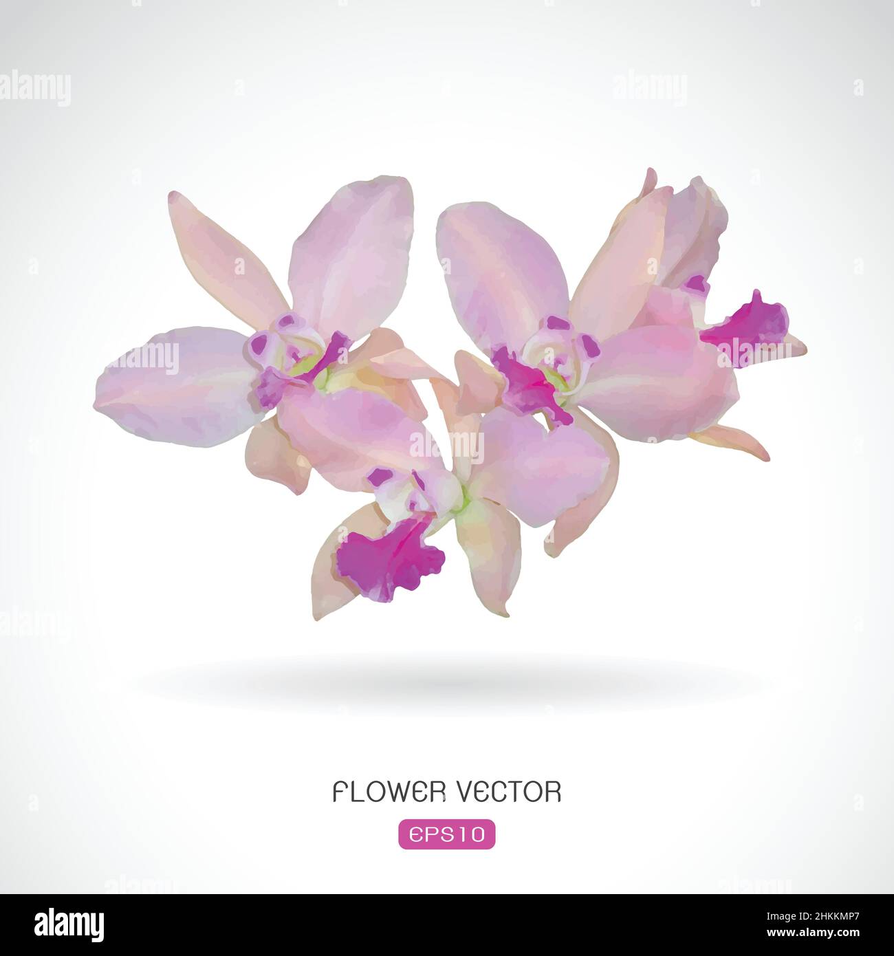 Image vectorielle de la fleur d'orchidée sur fond blanc. Illustration vectorielle superposée facile à modifier. Illustration de Vecteur