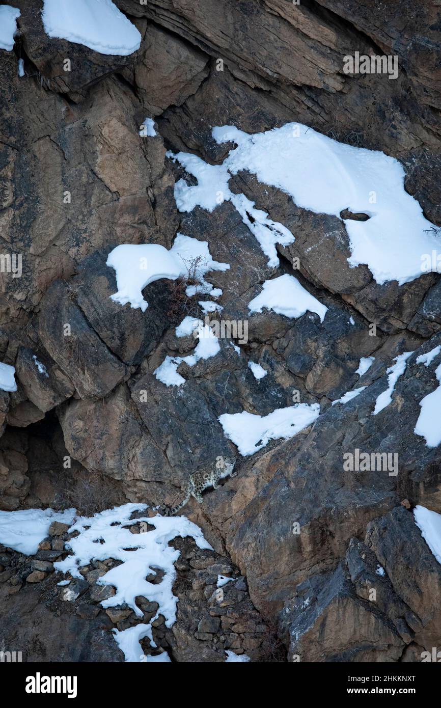 Léopard Des Neiges Sauvage Dans L'Himalaya Indien Banque D'Images